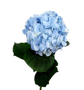 Hydr challenge blue 80 - HYDCHABLU