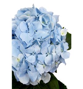 Hydr challenge blue 80 - HYDCHABLU