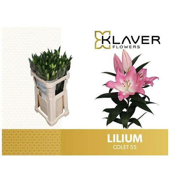 Lilium oriental hol colet 85 - LOHCOL