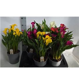 Pl. zantedeschia mixta 50cm x6 - ZANMIX61750
