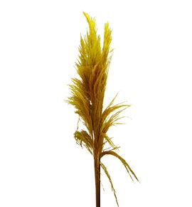Cortaderia pampus amarilla 180 - CORPAMAMA
