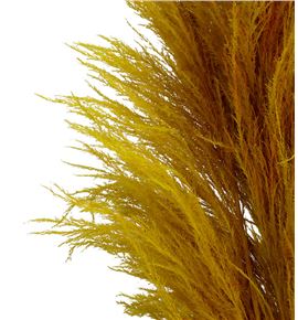 Cortaderia pampus amarilla 180 - CORPAMAMA