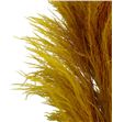 Cortaderia pampus amarilla 180 - CORPAMAMA1