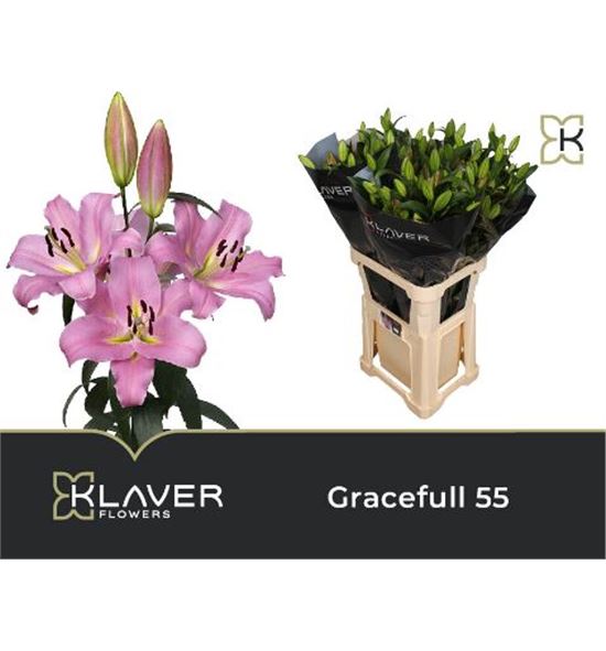 Lilium oriental hol gracefull 95 - LOHGRAC