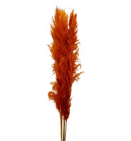 Pampas orange 115 - PAMORA