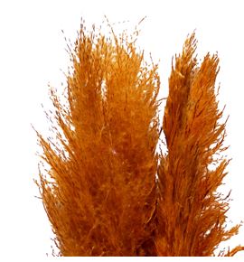 Pampas orange 115 - PAMORA