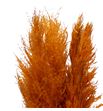 Pampas orange 115 - PAMORA1