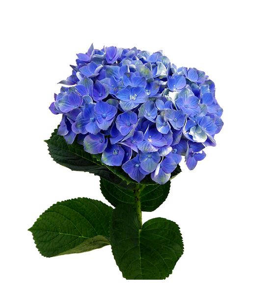 Hydr magical opal milka 60 - HYDMAGOPAMIL