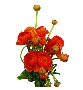 Ranunculo elegance orange 45 - RANELEORA