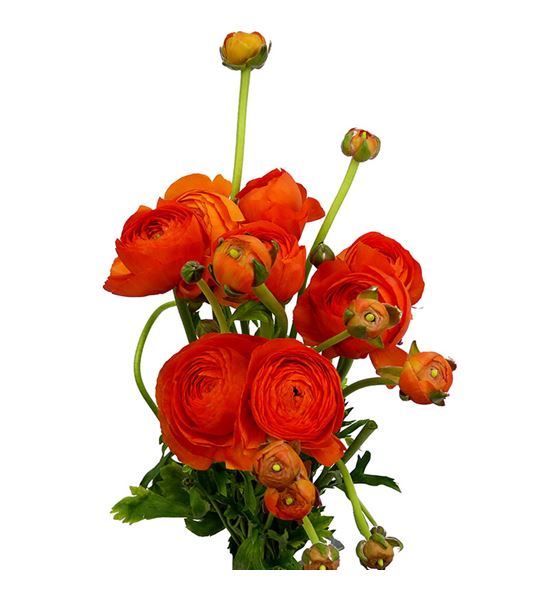 Ranunculo elegance orange 45 - RANELEORA