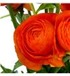 Ranunculo elegance orange 45 - RANELEORA1