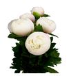Paeonia colonel owen cousin x5 60 - PAECOLOWECOU