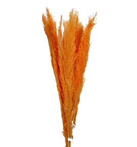 Cortaderia salmon 120 - CORSAL100