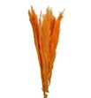 Cortaderia salmon 120 - CORSAL100