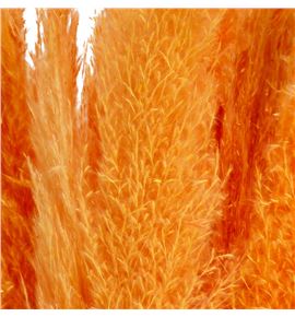 Cortaderia salmon 120 - CORSAL100