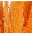 Cortaderia salmon 120 - CORSAL1001