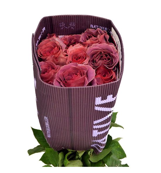 Rosa ecu razzmatazz 50 - RERAZ