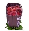 Rosa ecu razzmatazz 50 - RERAZ