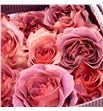 Rosa ecu razzmatazz 50 - RERAZ1