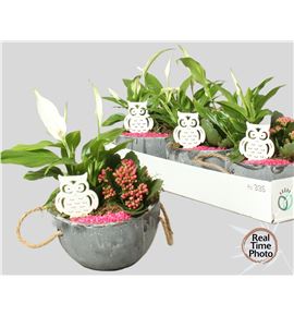 Pl. composicion planta interior 30cm x4 - COMPLAINT41630