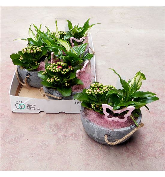 Pl. composicion planta interior 30cm x4 - COMPLAINT4