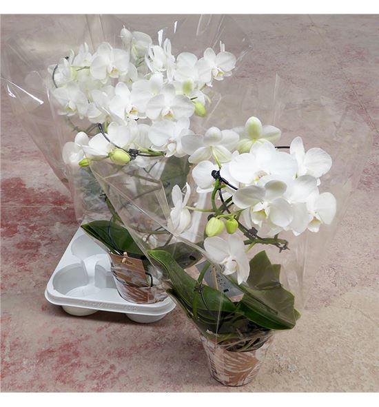 Pl. phalaenopsis blanca espiral x5 50cm - PHABLAESP5