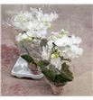 Pl. phalaenopsis blanca espiral x5 50cm - PHABLAESP5