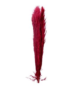 Cortaderia bordeaux 140 - CORBOR140