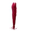 Cortaderia bordeaux 140 - CORBOR140