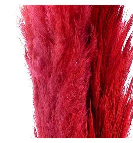 Cortaderia bordeaux 140 - CORBOR140