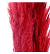 Cortaderia bordeaux 140 - CORBOR1401