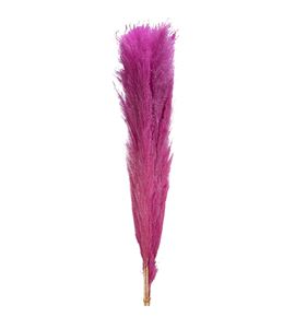 Cortaderia rosa 140 - CORROS140
