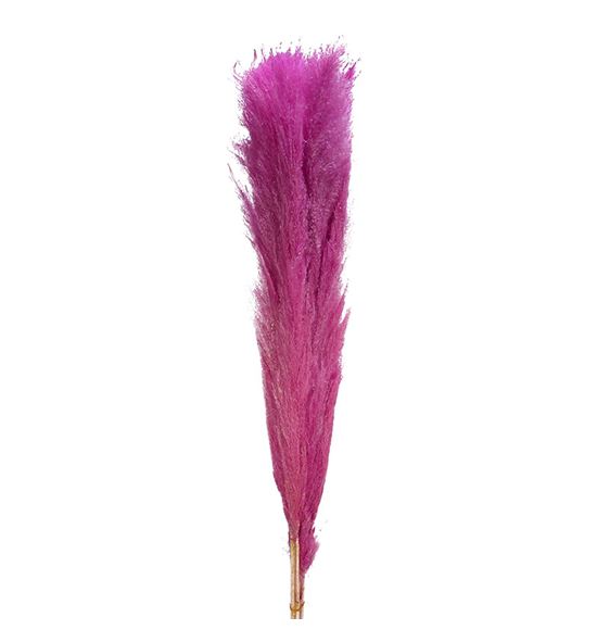 Cortaderia rosa 140 - CORROS140