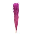 Cortaderia rosa 140 - CORROS140