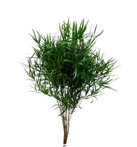 Asparragus falcatus 80 - ASPFAL