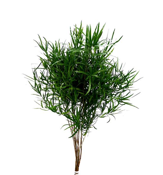 Asparragus falcatus 80 - ASPFAL
