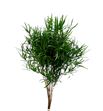 Asparragus falcatus 80 - ASPFAL