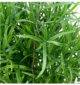 Asparragus falcatus 80 - ASPFAL