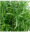 Asparragus falcatus 80 - ASPFAL1