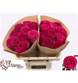 Rosa hol cherry velvet 60 - RGRCHEVEL