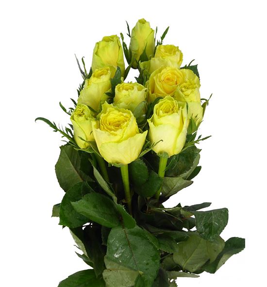 Rosa hol momentum 70 - RGRGOOTIM
