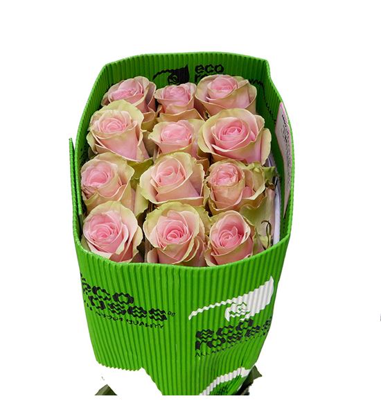 Rosa ecu absolut in pink 50 - REABSPIN
