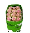 Rosa ecu absolut in pink 50 - REABSPIN