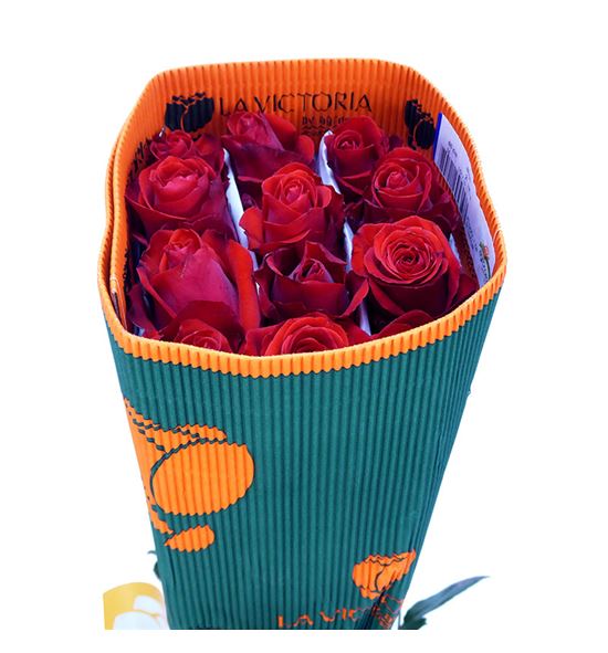 Rosa ecu nina 50 - RENIN