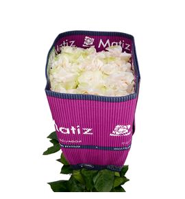 Rosa ecu cotton expresion 70 - RECOTEXP