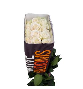Rosa ecu vendela 70 - REVEN