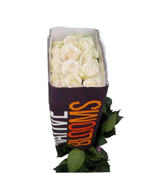Rosa ecu vendela 70 - REVEN