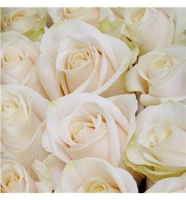 Rosa ecu vendela 70 - REVEN