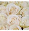 Rosa ecu vendela 70 - REVEN1