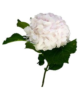 Hydr sweet verena 75 - HYDSWEVER